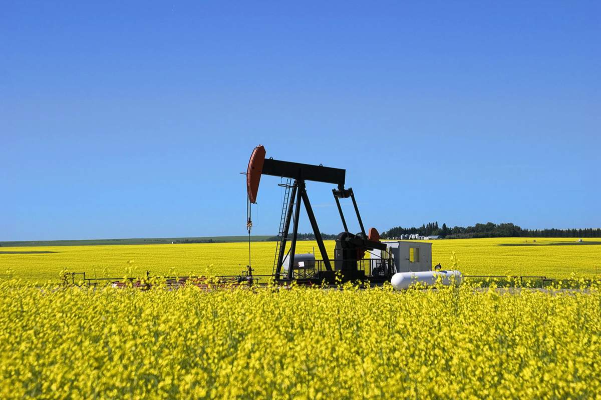 Helping owners make the right choice